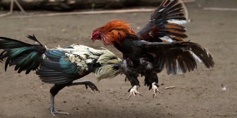 Vì sao gà xám thần luôn được giới chơi gà săn đón?